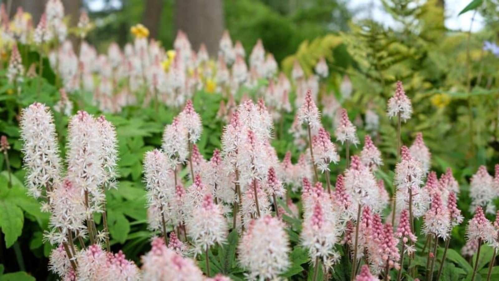 A field of tall light pink flower clusters. Each flower stem has tiny light pink star shaped flowers growing up the stem, with tiny dark pink buds clustered into a point at the top.