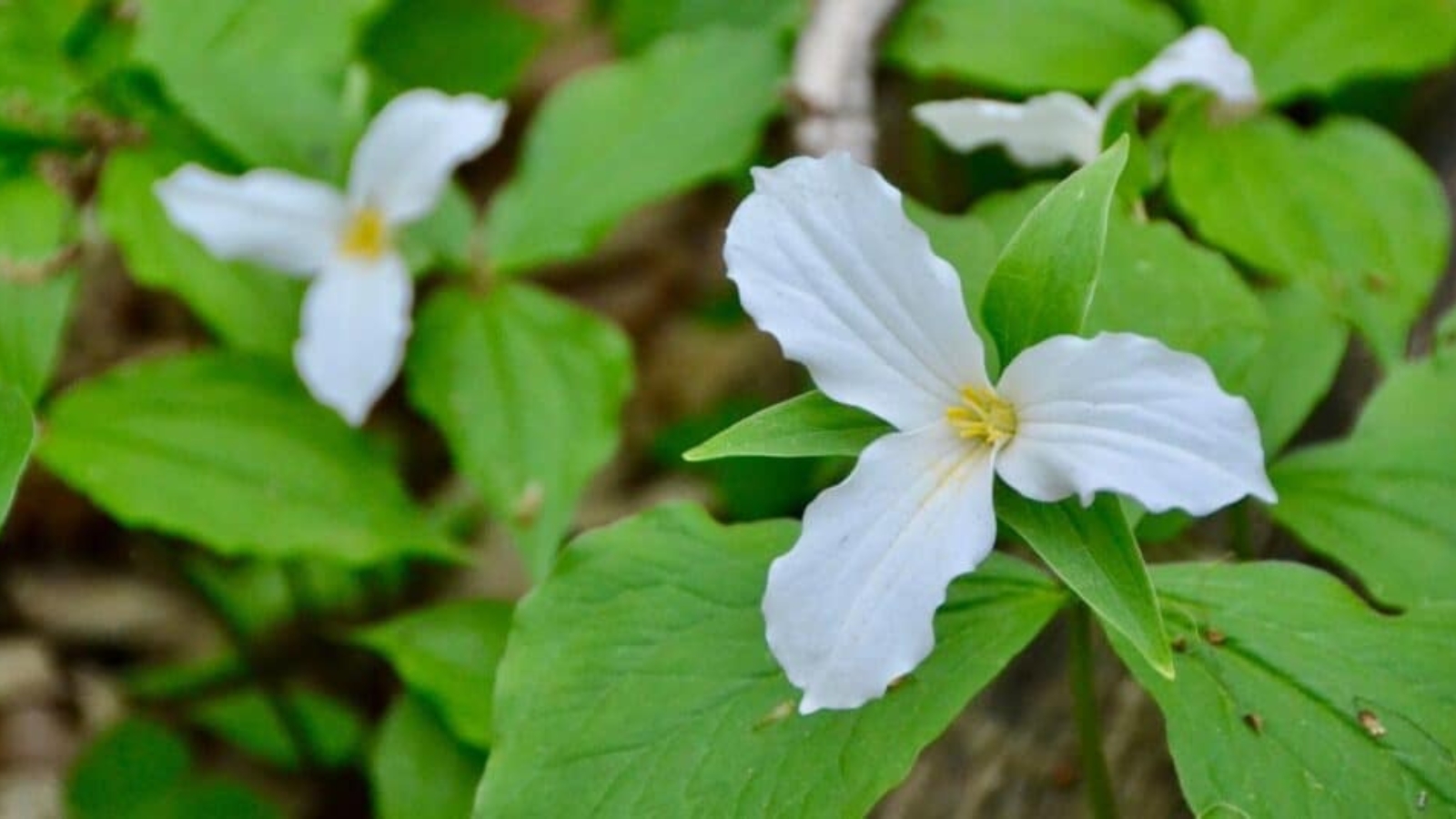 Close up of a small white flower. Flower has three long, oval shaped petals, with tiny yellow stamen stems in the center and three pointy green leaves behind the petals. Flower is surrounded by larger green, long heart shaped leaves.