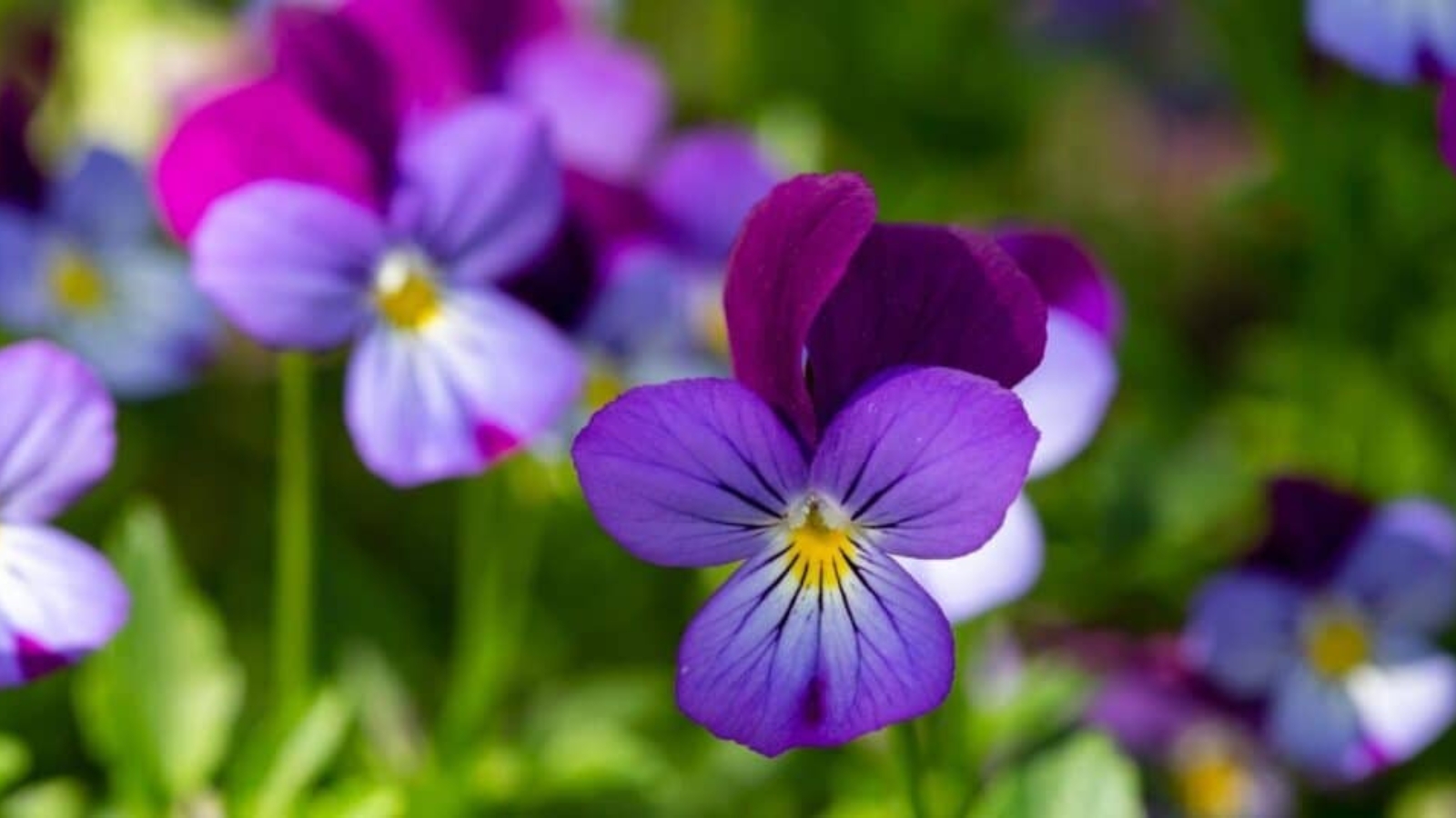 Close up of a purple flower with other purple flowers faded in the background. Flowers have three rounded purple petals, with two taller, darker purple petals behind the top two front petals. The three front petals have black veins in them with a bight yellow center.