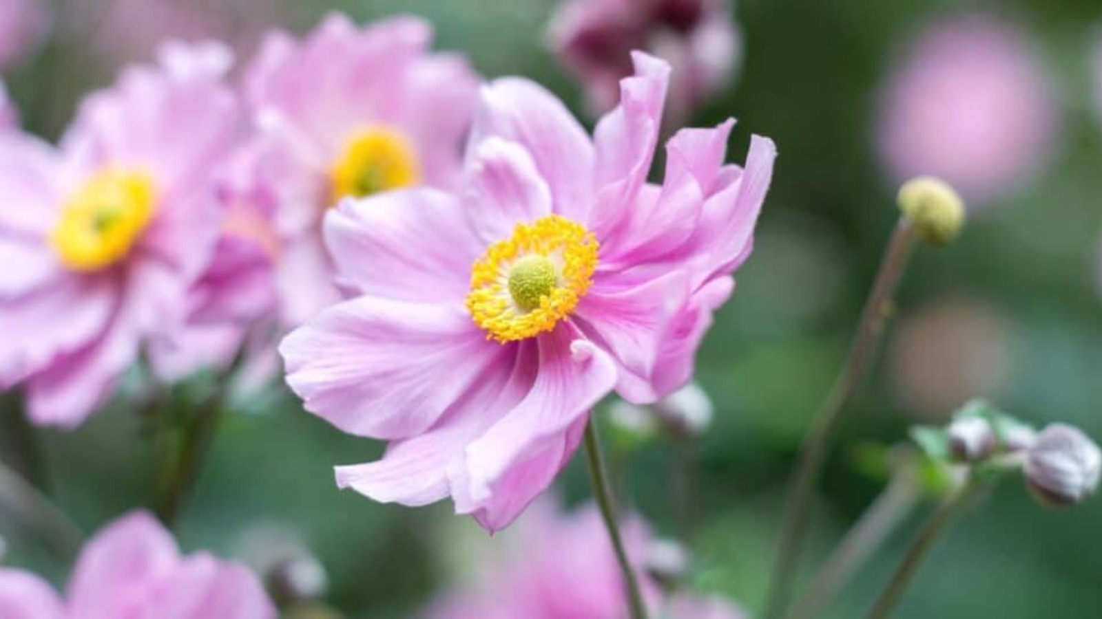 Drought Tolerant Shade Plant