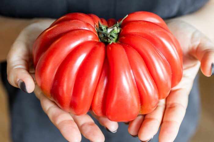 A close-up shot of a person holding a large, red, and ripe variety of a fruit, showcasing how to grow giant tomatoes
