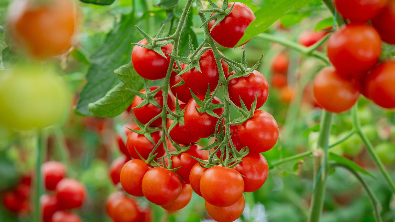 A close-up shot of a composition of a cluster of red and round fruits on their vines developing in a well lit area outdoors