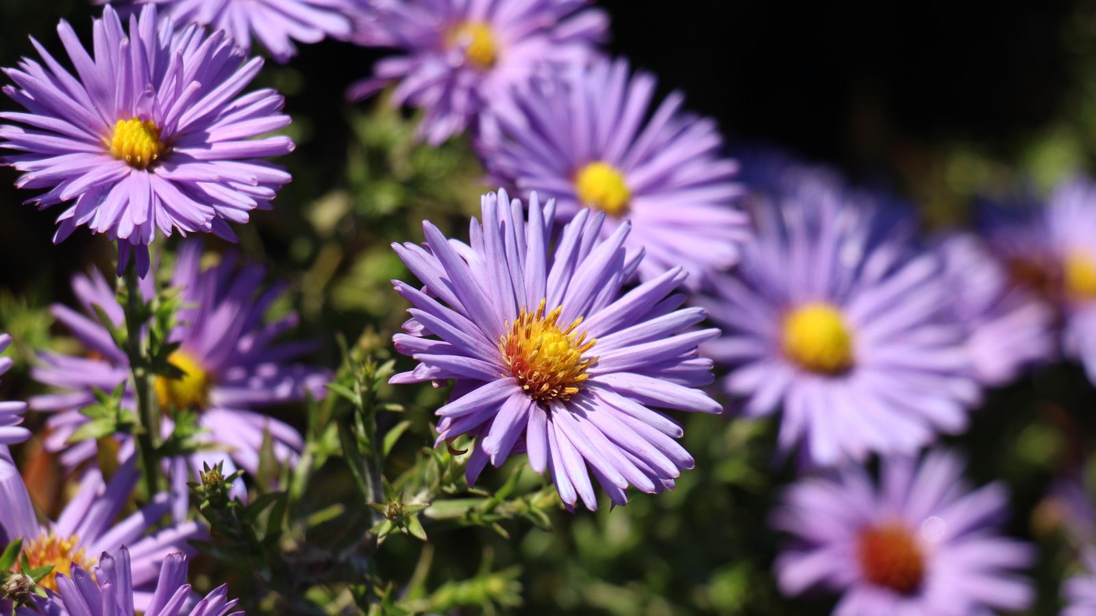 A close-up shot of a composition of purple daisy-like flowers called Aster, situated in a well lit area outdoors