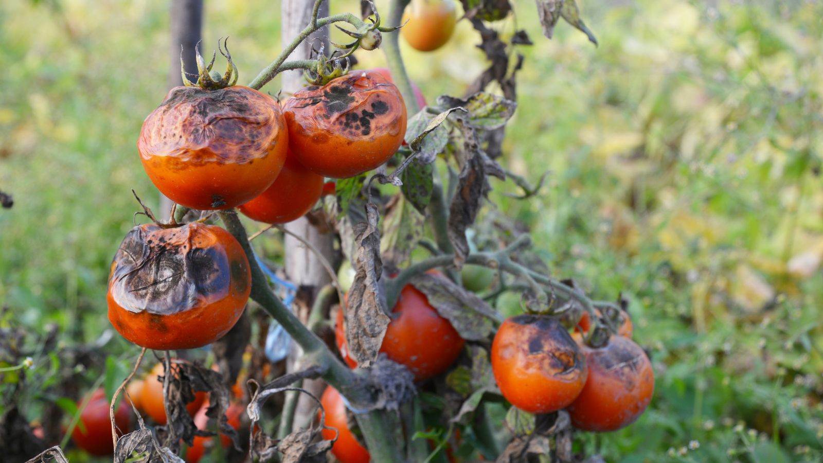 A close-up shot of a composition of red fruits affected with late blight, showcasing its severity, all placed in a well lit area outdoors