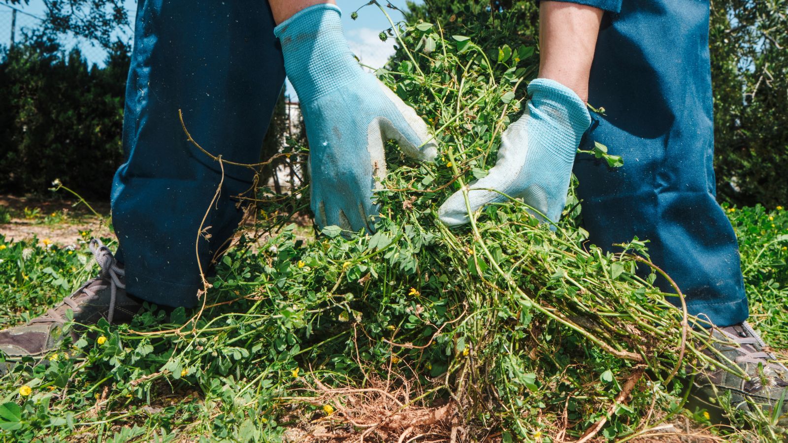 A close-up shot of a person wearing blue colored gloves, in the process of pulling out weeds, in a well lit area outdoors