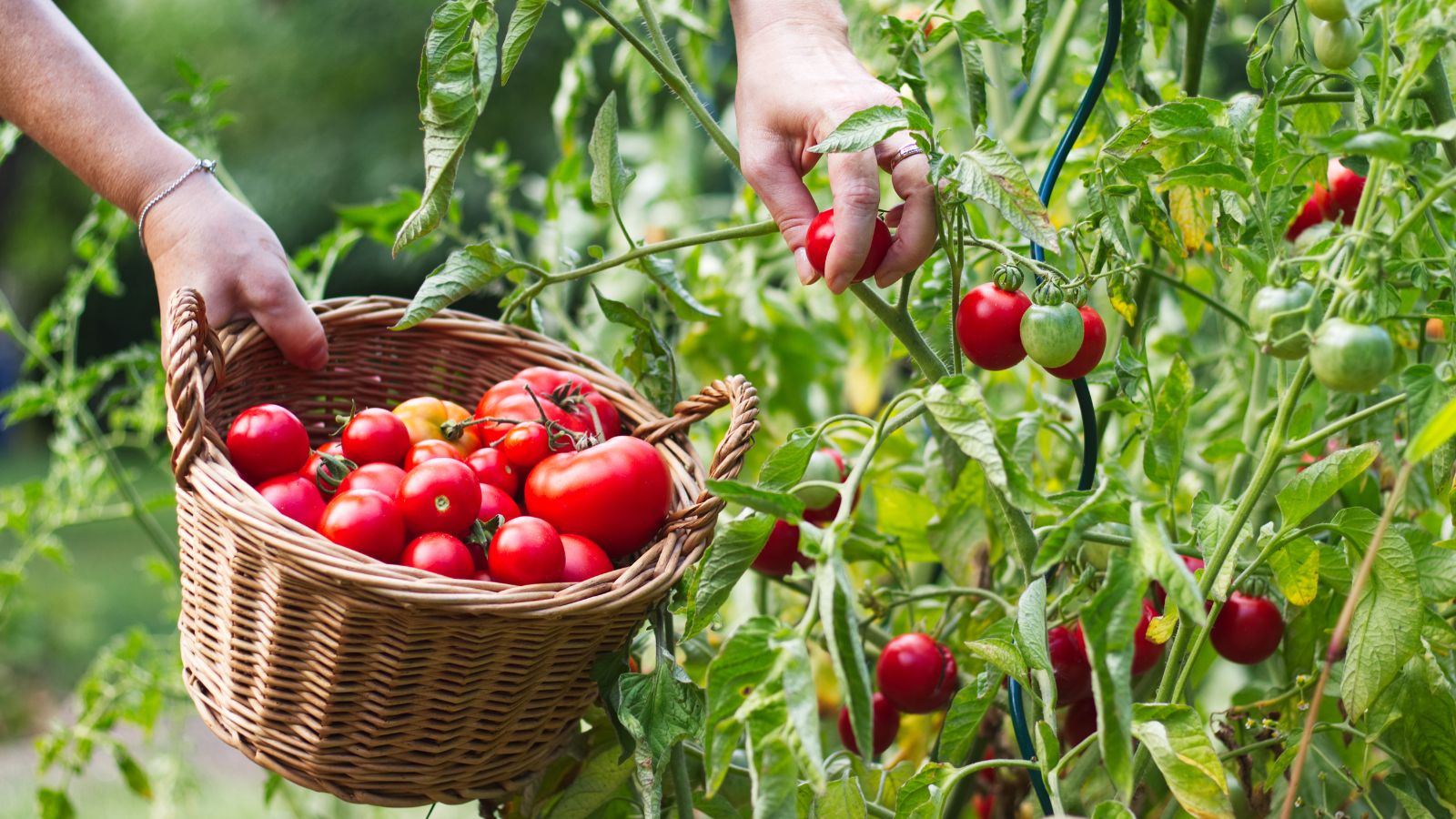 A close-up shot of a person's hand in the process of harvesting red fruits and placing them on a wicker basket in a well lit area outdoors