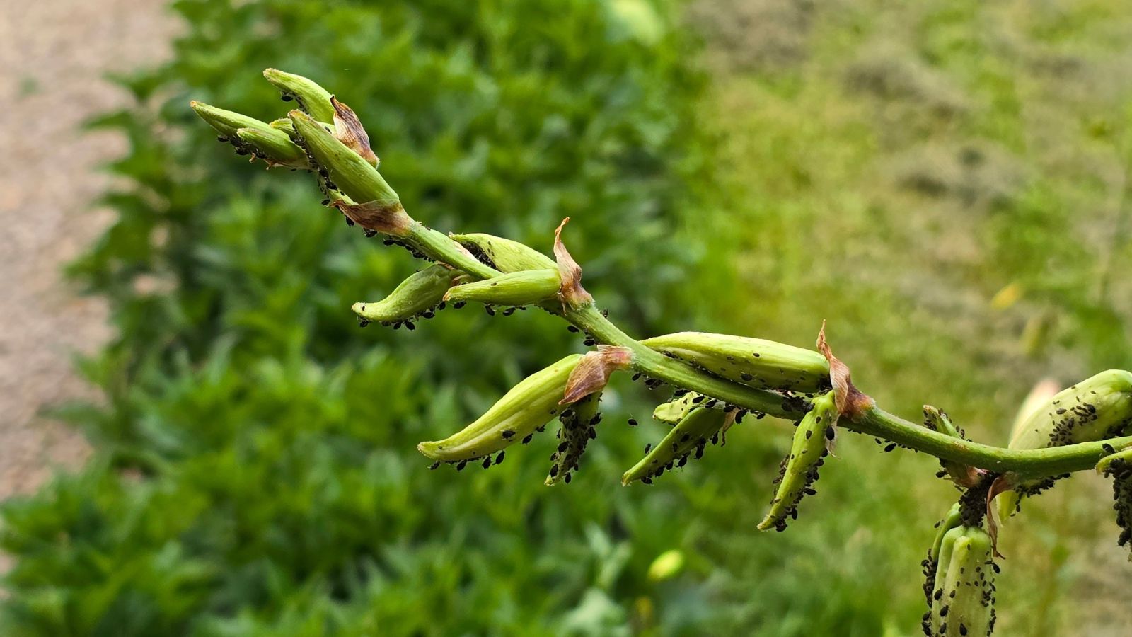 A close-up shot of a stem of a daylily, with a small colony of crawling insects situated in a well lit area outdoors
