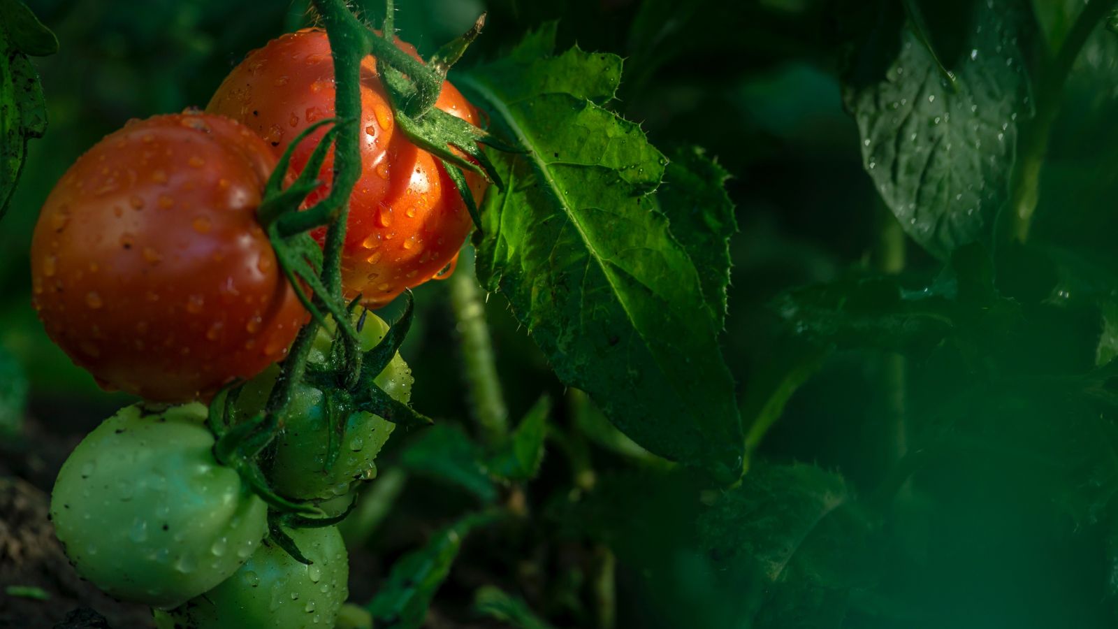 A close-up shot of a vine of developing and ripening red fruits covered in droplets of water