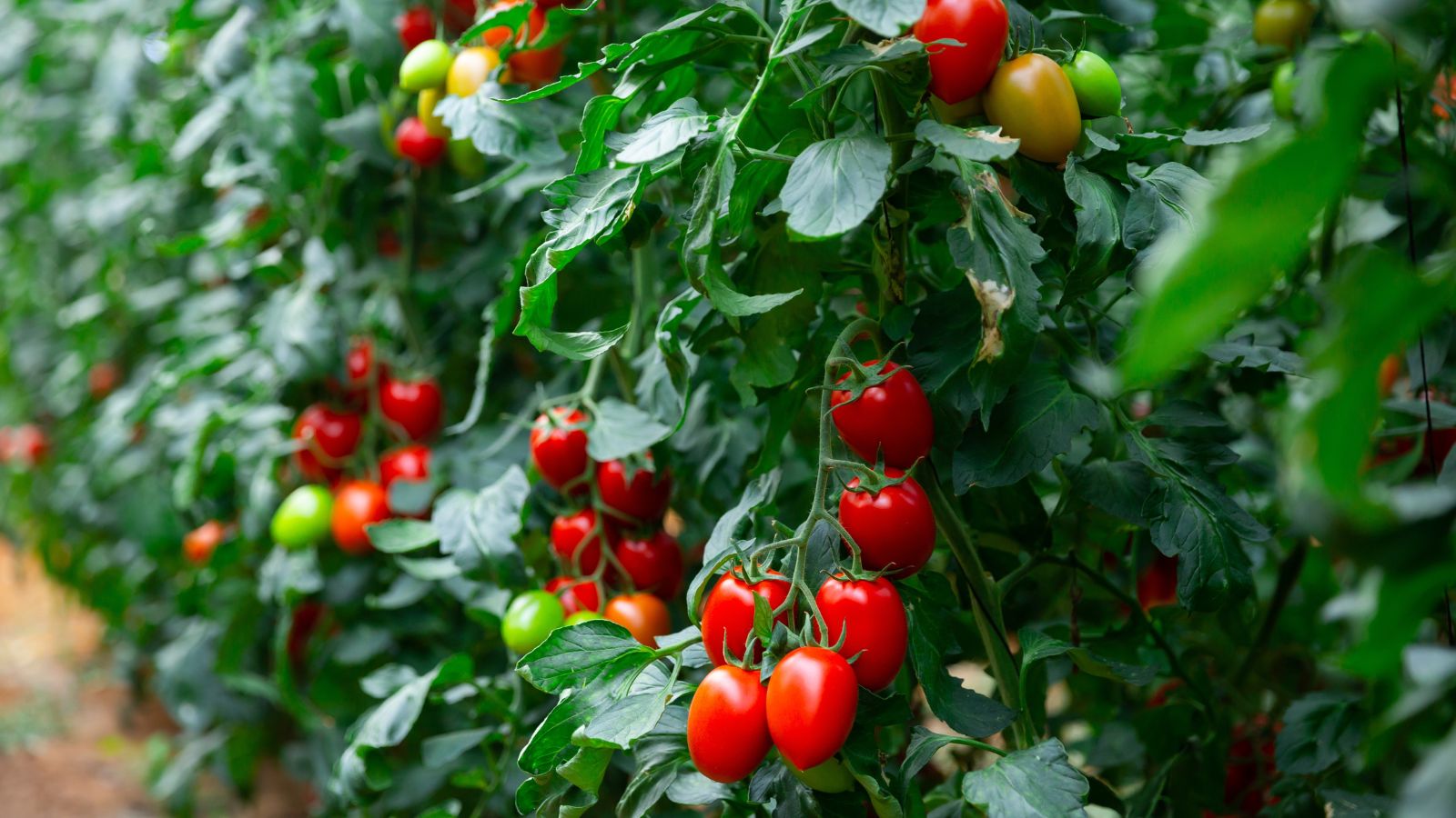 A close-up shot of several rows of developing red and round fruits attached to its vines and growing alongside its leaves outdoors