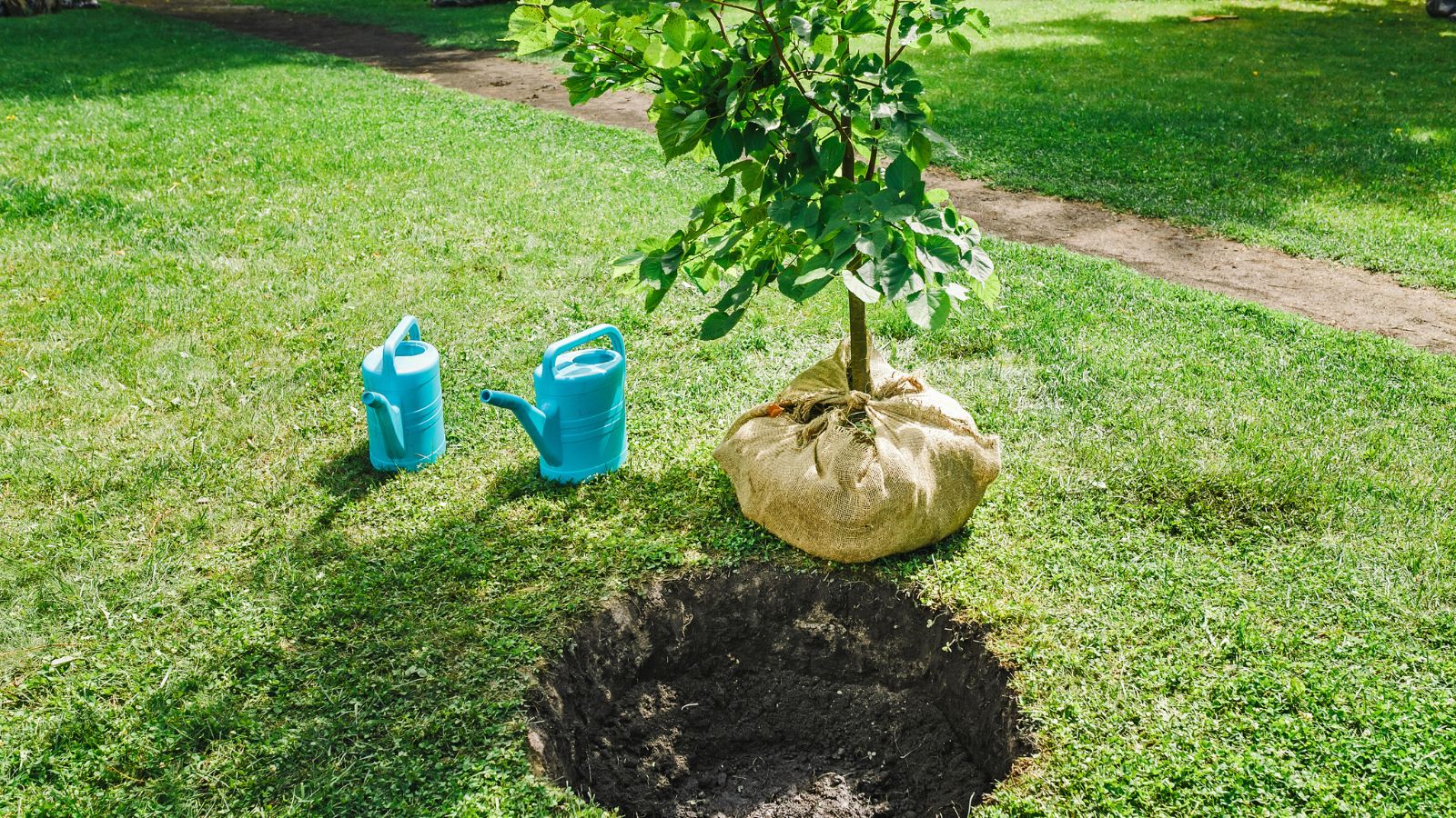 A sapling of a fruit tree being prepared to be placed in a hole on the ground with watering cans on the side
