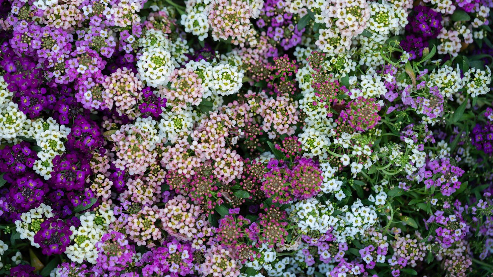 An overhead and close-up shot of a composition of vibrant dainty flowers of the Allure Pastel Blend Sweet Alyssum, showcasing their pink, purple, white, and red hues