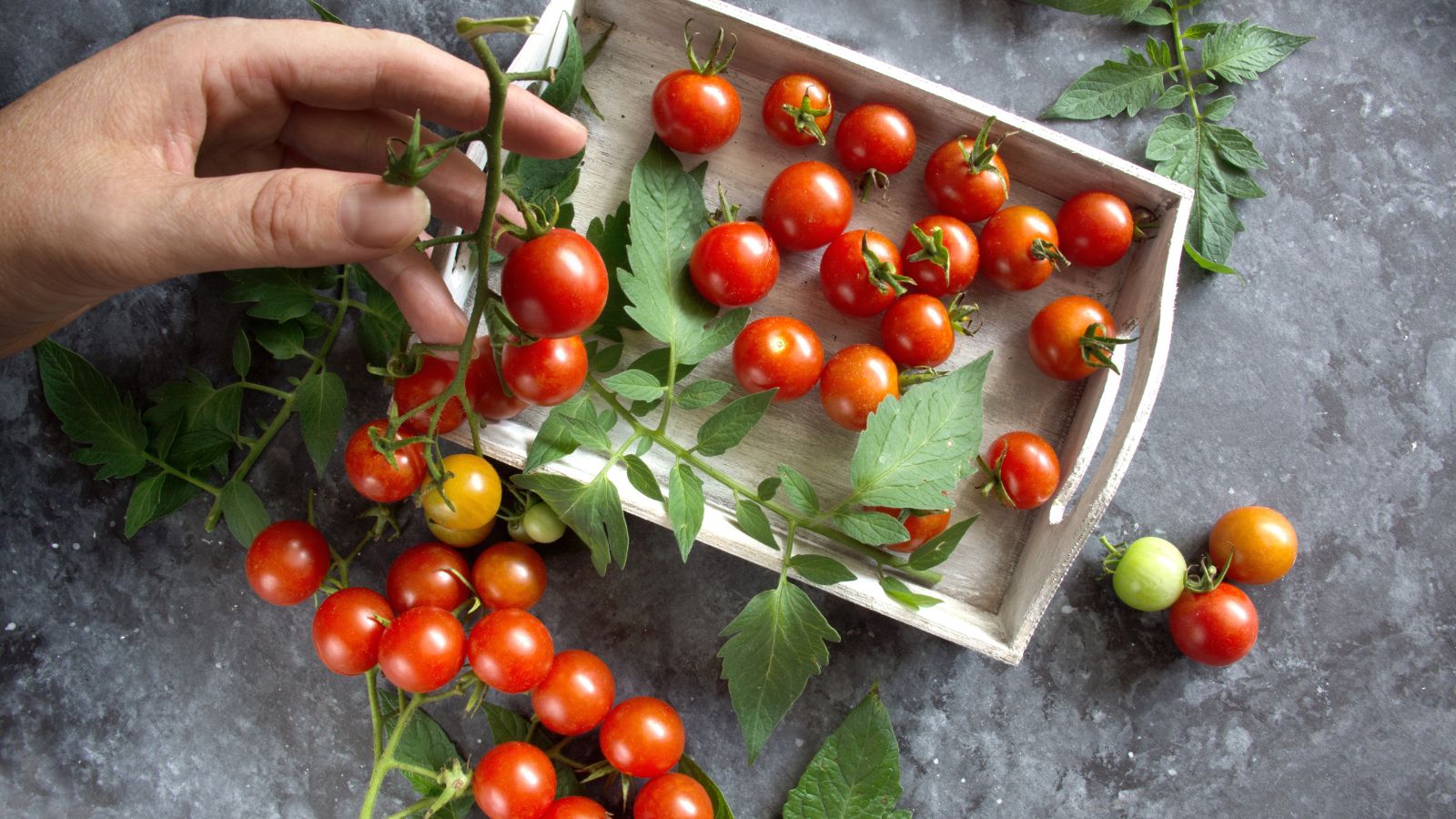 An overhead shot of a person's hand holding and inspecting crops still attached on their vines placed on a wooden tray indoors