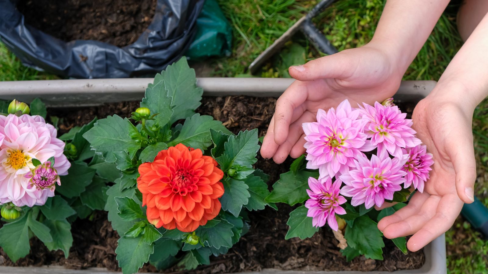 An overhead shot of a person's hand in the process of caring of blooming tender flowers that is placed in a rectangular planter outdoors