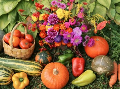 An overhead shot of various flowers, vegetables and plants that are placed on a yard area, showcasing what to plant in September