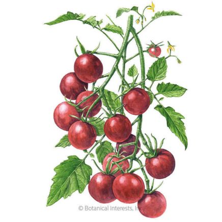 Chocolate Cherry Pole Cherry Tomato