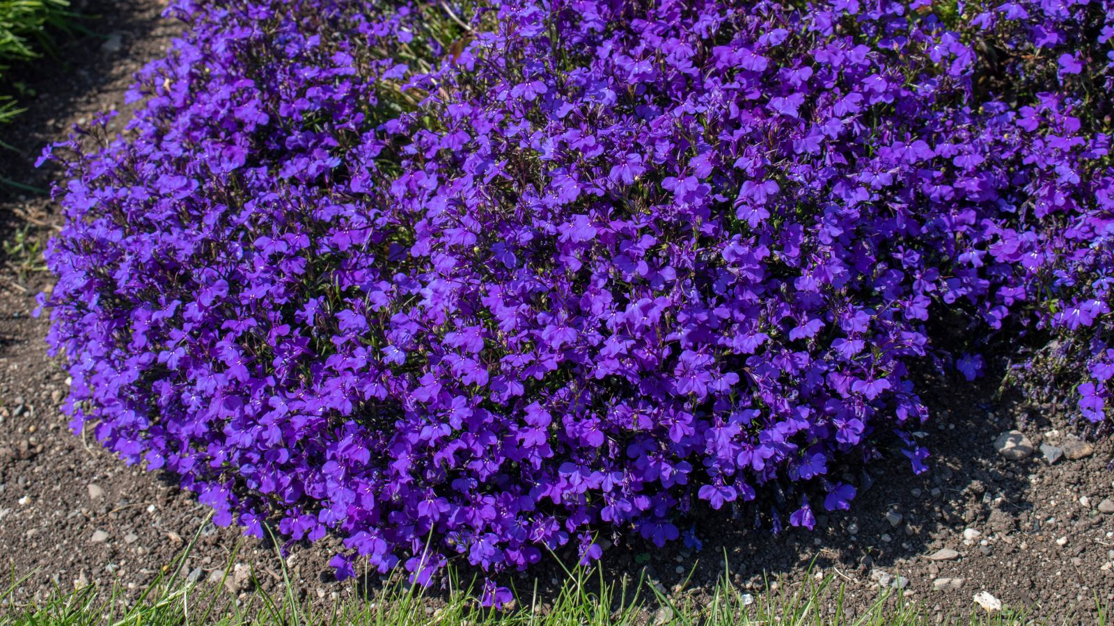 An overhead and close-up shot of a large composition of vibrant blue-purple colored flowers called the Crystal Palace Lobelia, developing in rich soil outdoors
