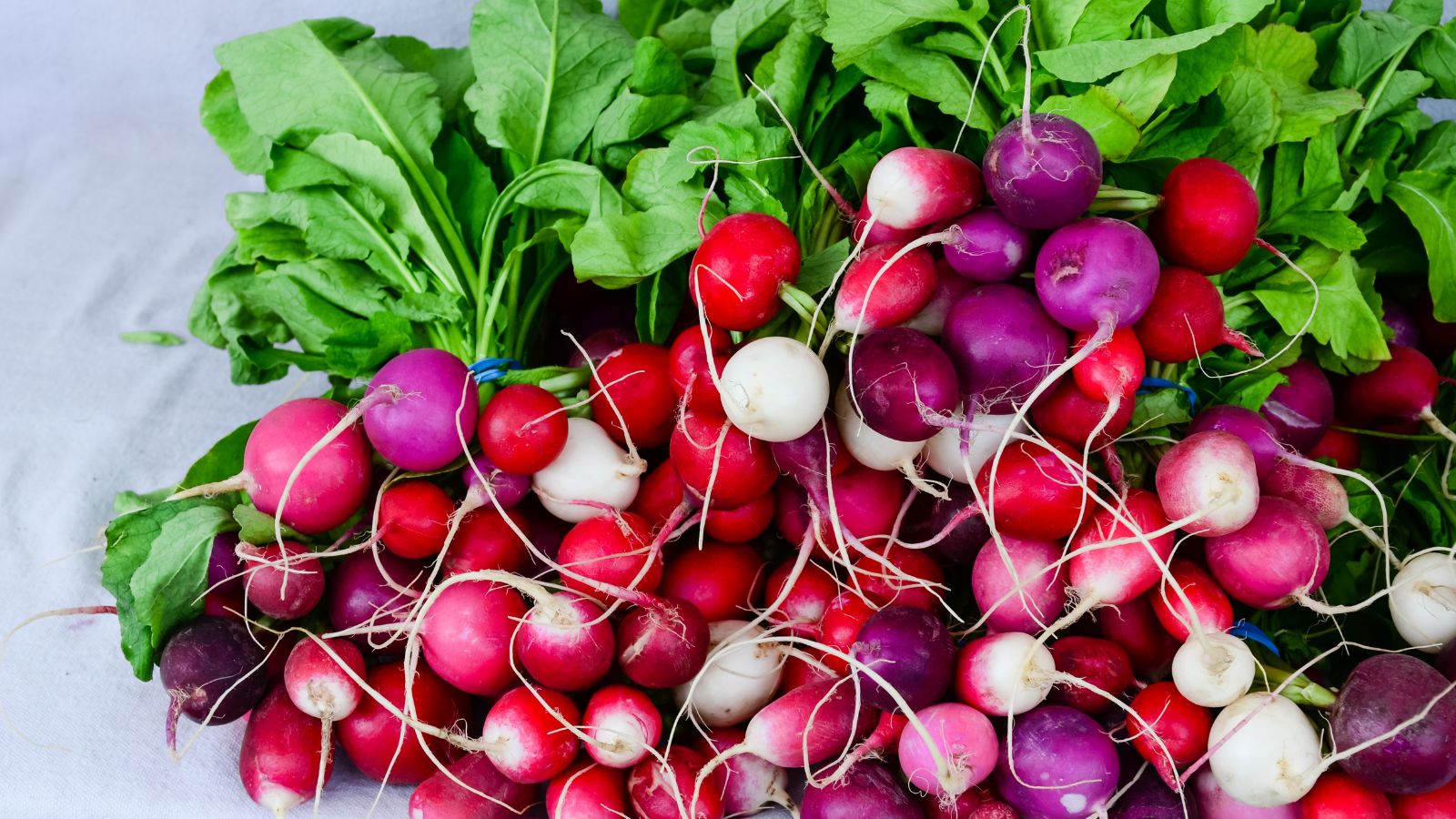 An overhead and close-up shot of a large composition of freshly harvested round root crops, showcasing its vibrant red, purple, and white colors