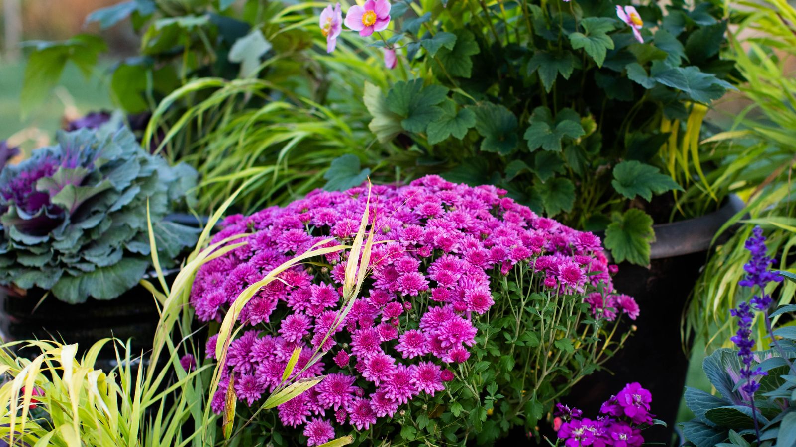 Fall plants in containers appearing to have lovely blooms and other healthy foliage with green leaves