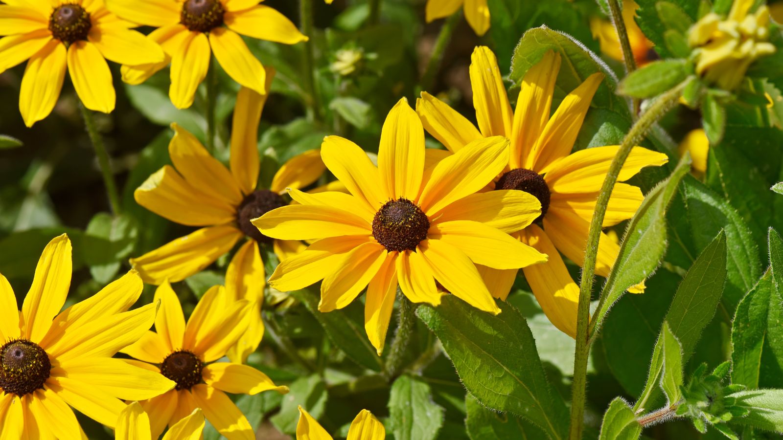 A close-up shot of a small composition of vibrant yellow colored flowers of the Indian Summer Black Eyed Susan, growing alongside its green foliage in a bright sunlit area outdoors