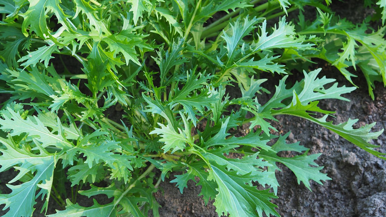 A close-up and overhead shot of a several developing leafy greens of the Mizuna Mustard, showcasing their serrated leaves, all situated in a well lit area outdoors