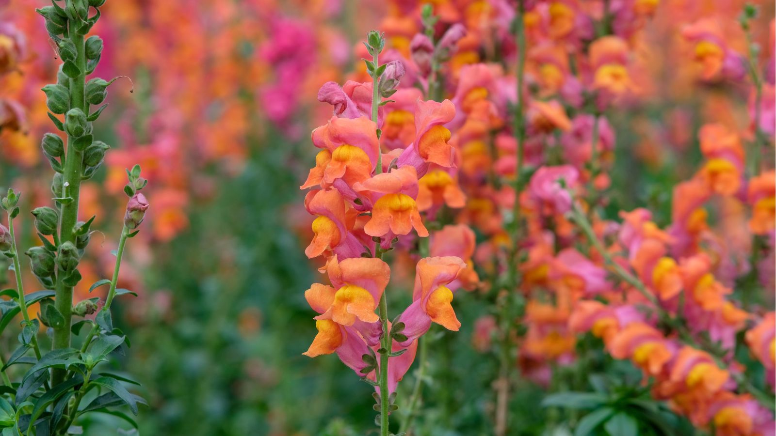 A close-up shot of a large composition of vibrant, pink to orange colored flowers of the Orange Wonder Snapdragon, developing alongside their green foliage