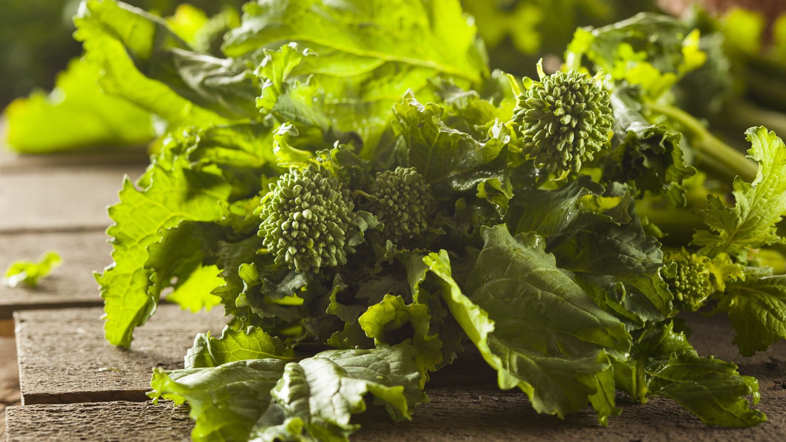 A close-up shot of a freshly harvested leafy green colored crop called the Rapini Broccoli Raab, currently placed on a wooden surface indoors