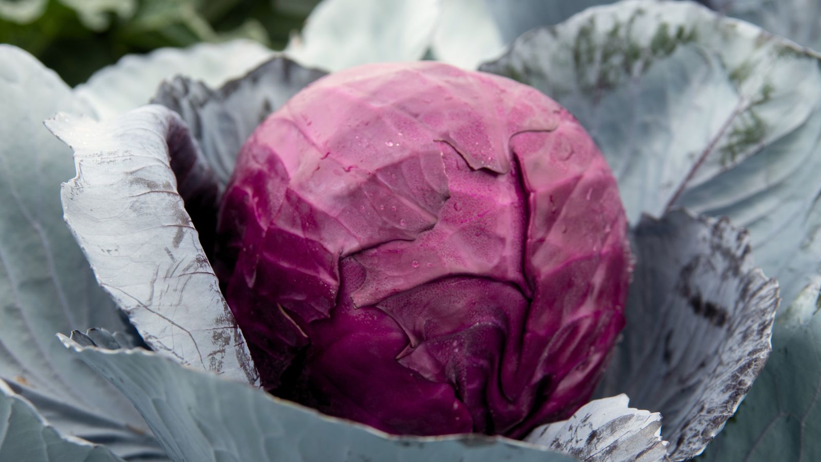 A close-up shot of a developing leafy crop called the Red Acre Cabbage, showcasing its large, outer leaves and its purple red head in the middle