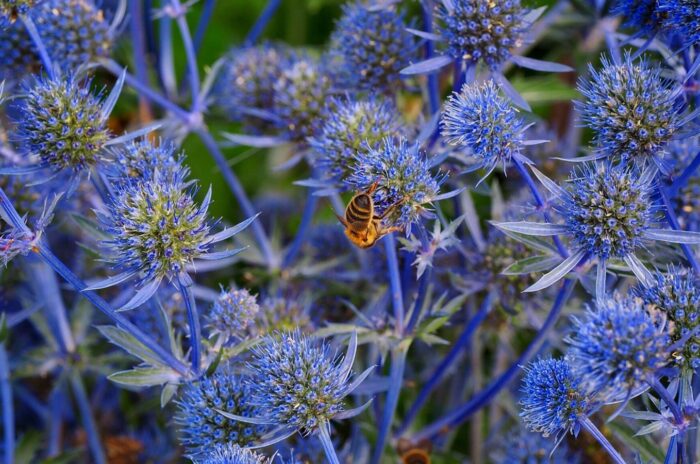 Glittering blue sea holly is visited by a bee in the garden.