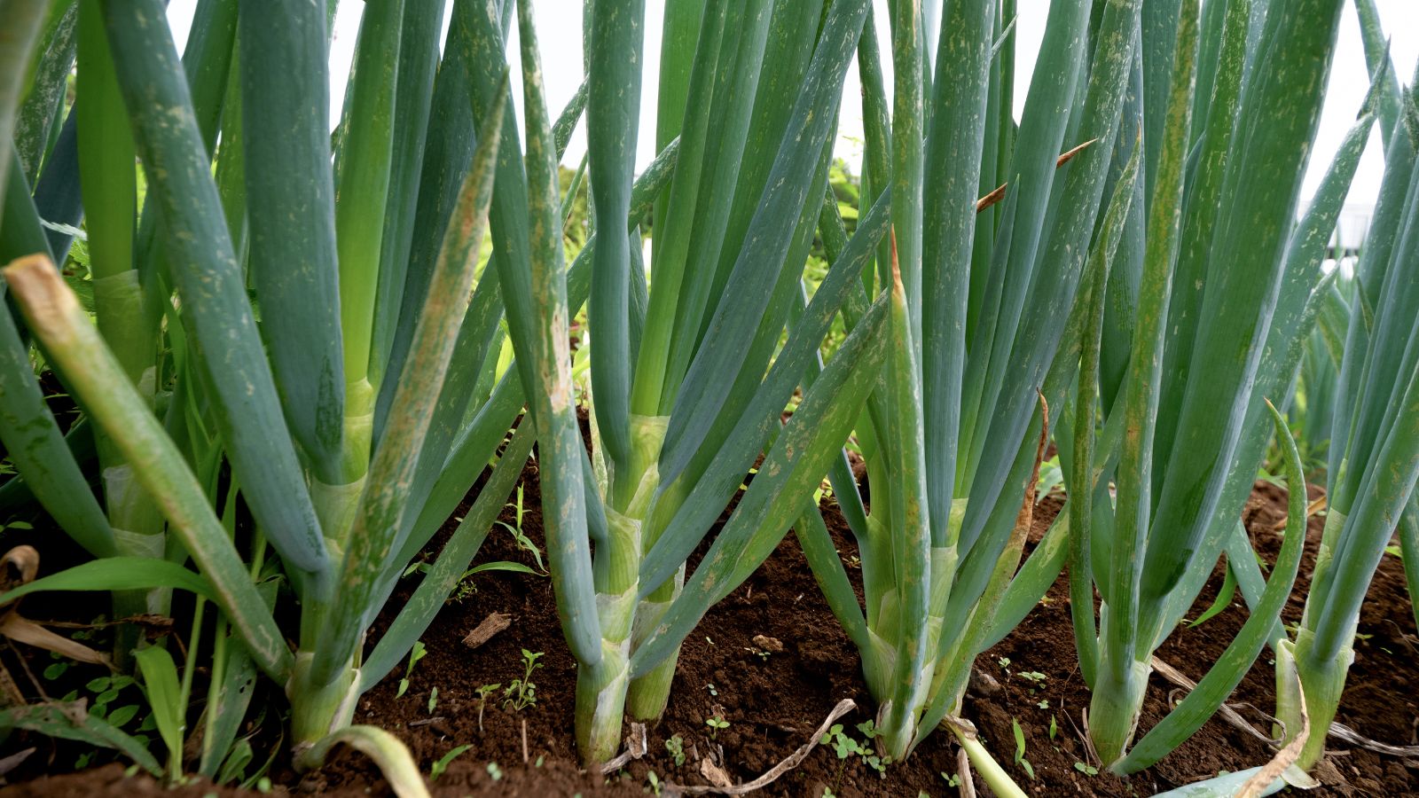 A close-up shot of a composition of several developing Tokyo Long White Onion allium crops, showcasing their long slender leaves in a well lit area outdoors