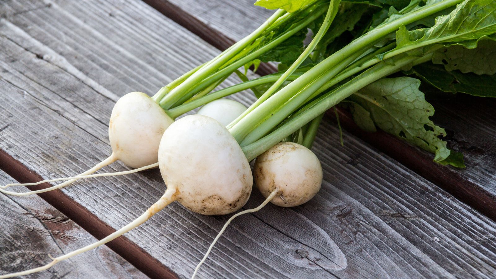 A close-up and overhead shot of several freshly harvested root crops called White Lady Turnip, with their tops still attached, showcasing their creamy white roots, all placed on a wooden surface