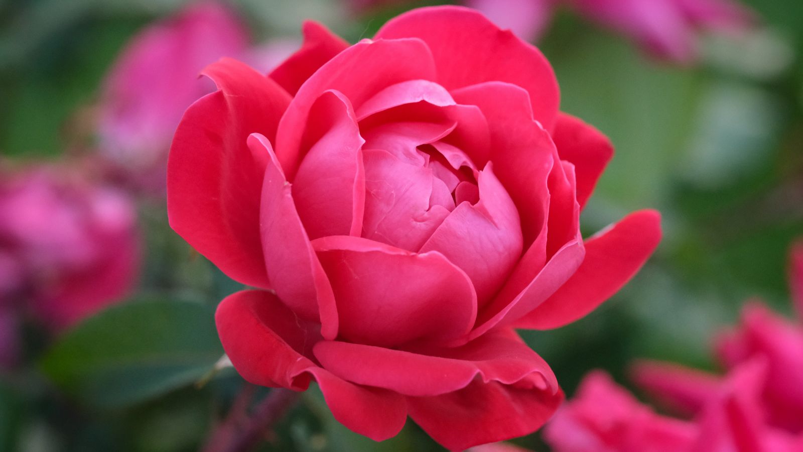 A close-up shot of a small composition of vibrant red-pink colored blooms, showcasing September perennials