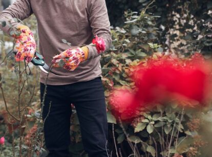 A gardener prune plants fall in an area with many bushes, while the gardener wears gloves