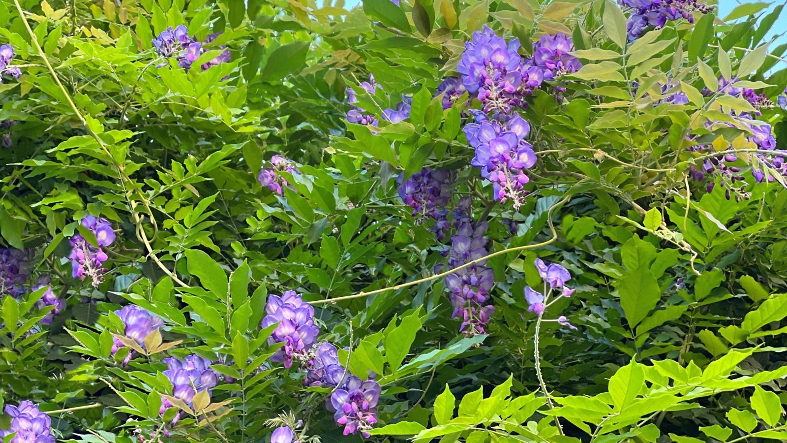 A close-up shot of a composition of clusters of lavender colored flowers and elongated light-green leaves of the 'Amethyst Falls' Wisteria