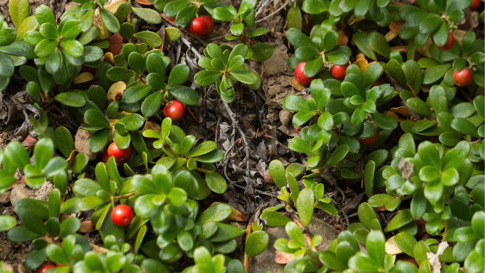 A close-up and overhead shot of a composition of clusters of green glossy leaves and small red, round berries of the Bearberry