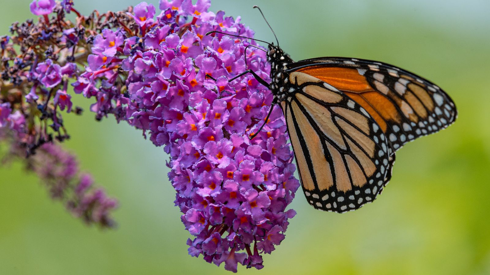 A close-up shot of a cluster of dainty vibrant purple colored flowers of the 'Birthday Cake' Butterfly Bush, with a monarch butterfly feeding on its nectar