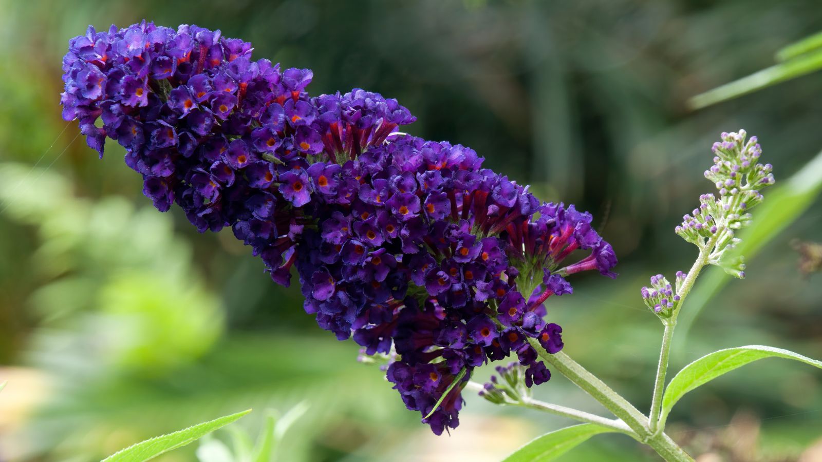 A close-up shot of a cluster of dainty, dark, blue-purple colored flowers on slender stems of the 'Black Knight' Butterfly Bush