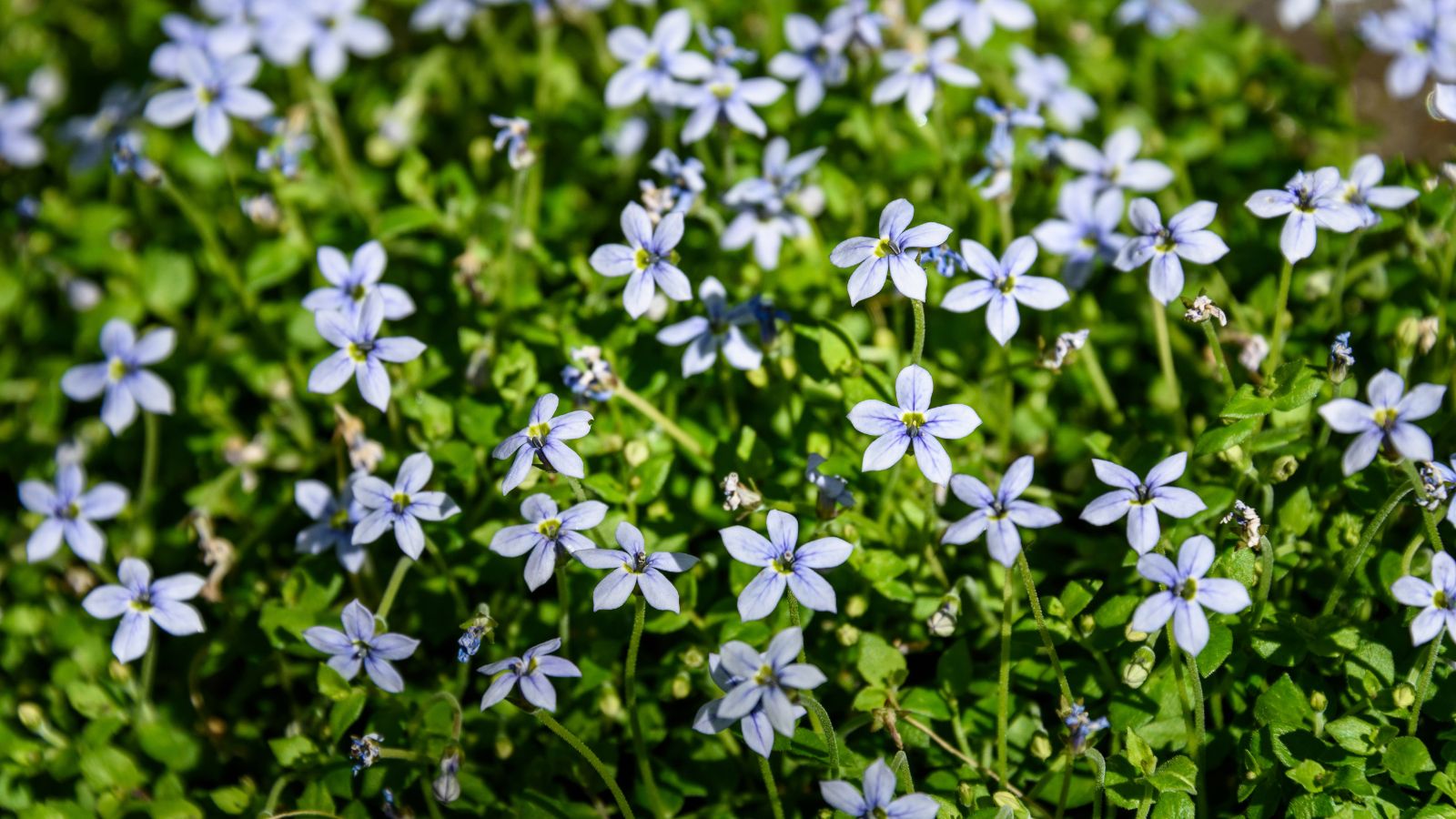 A close-up and macro hot of a composition of dainty blue, star-shaped flowers of the Blue Star Creeper, with the blooms growing alongside their small green foliage