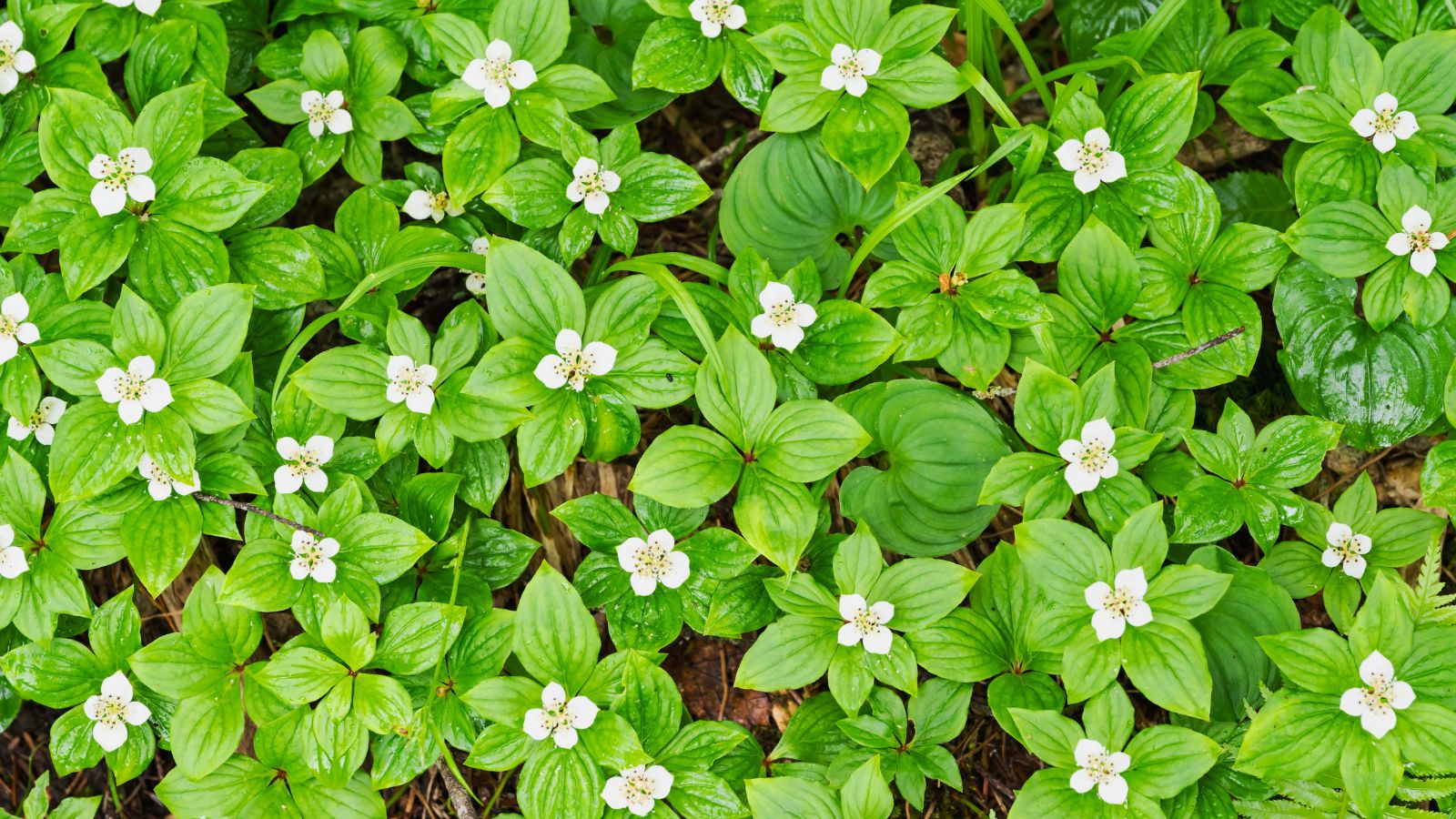 An overhead and close-up shot of a large composition of green leaves with dainty white flowers called the Bunchberry