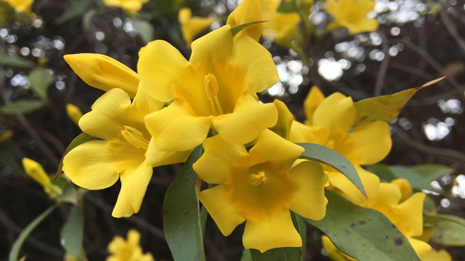 A close-up shot of a composition of vibrant yellow colored flowers of the Carolina Jasmine, growing alongside their green leaves in a well lit area outdoors