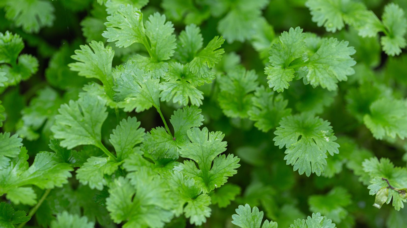 A close-up and overhead shot of a composition of green fragrant leaves of a Cilantro