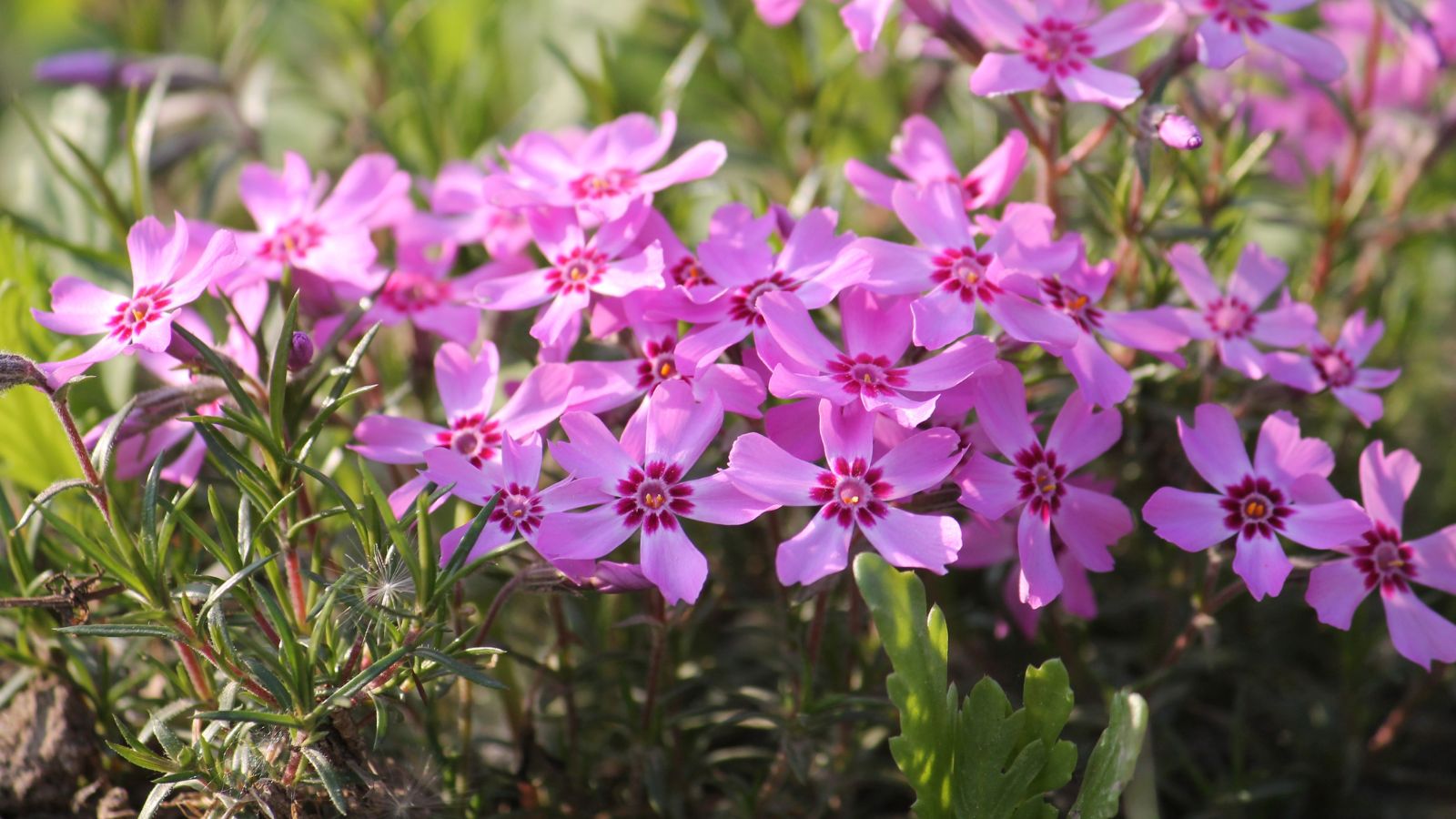 A close-up shot of a small composition of vibrant pink colored, star-shaped blooms of the Creeping Phlox, all developing near the soil ground outdoors