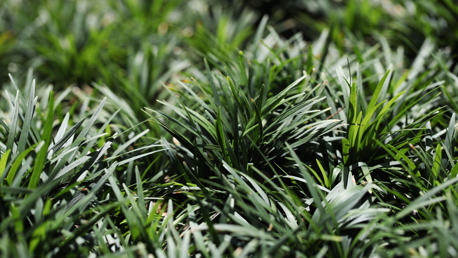 A close-up shot of a large composition of developing slender, green blades of the Dwarf Mondo Grass