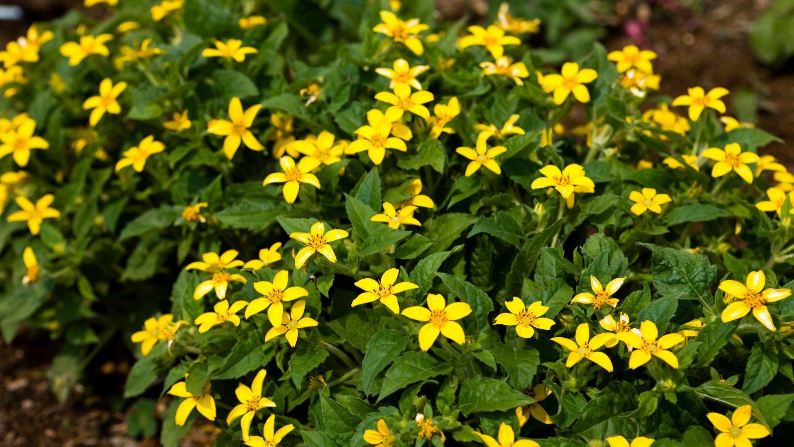 A close-up shot of a large composition of yellow flowers and dark green foliage of the Green and Gold groundcover plant