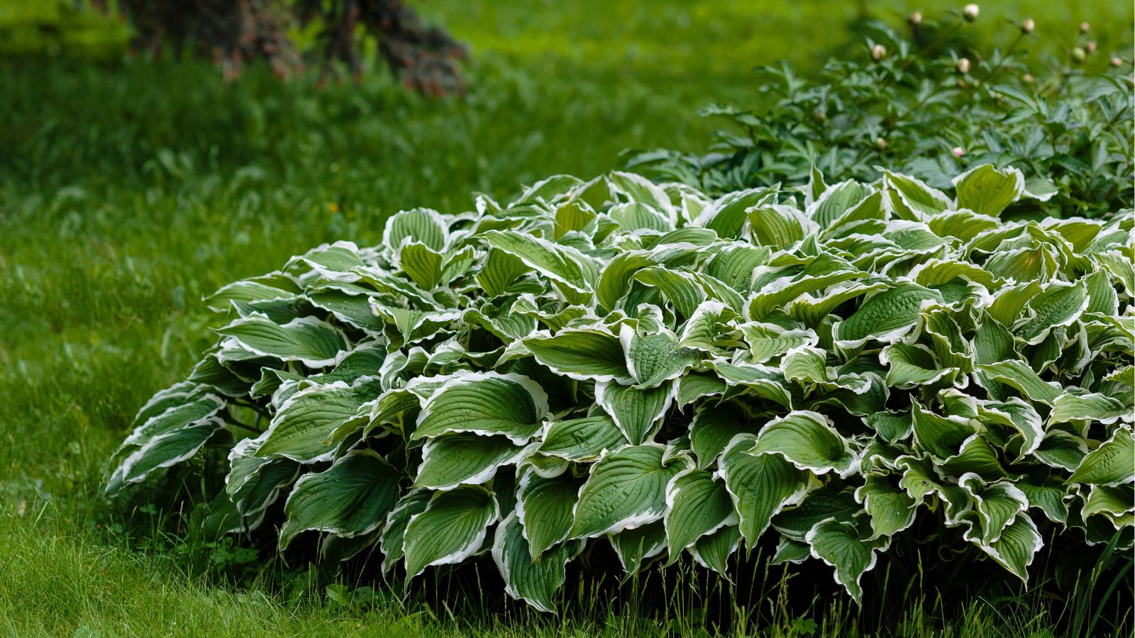 A close-up shot of a large composition of green leaves with white creamy edges called the Hosta