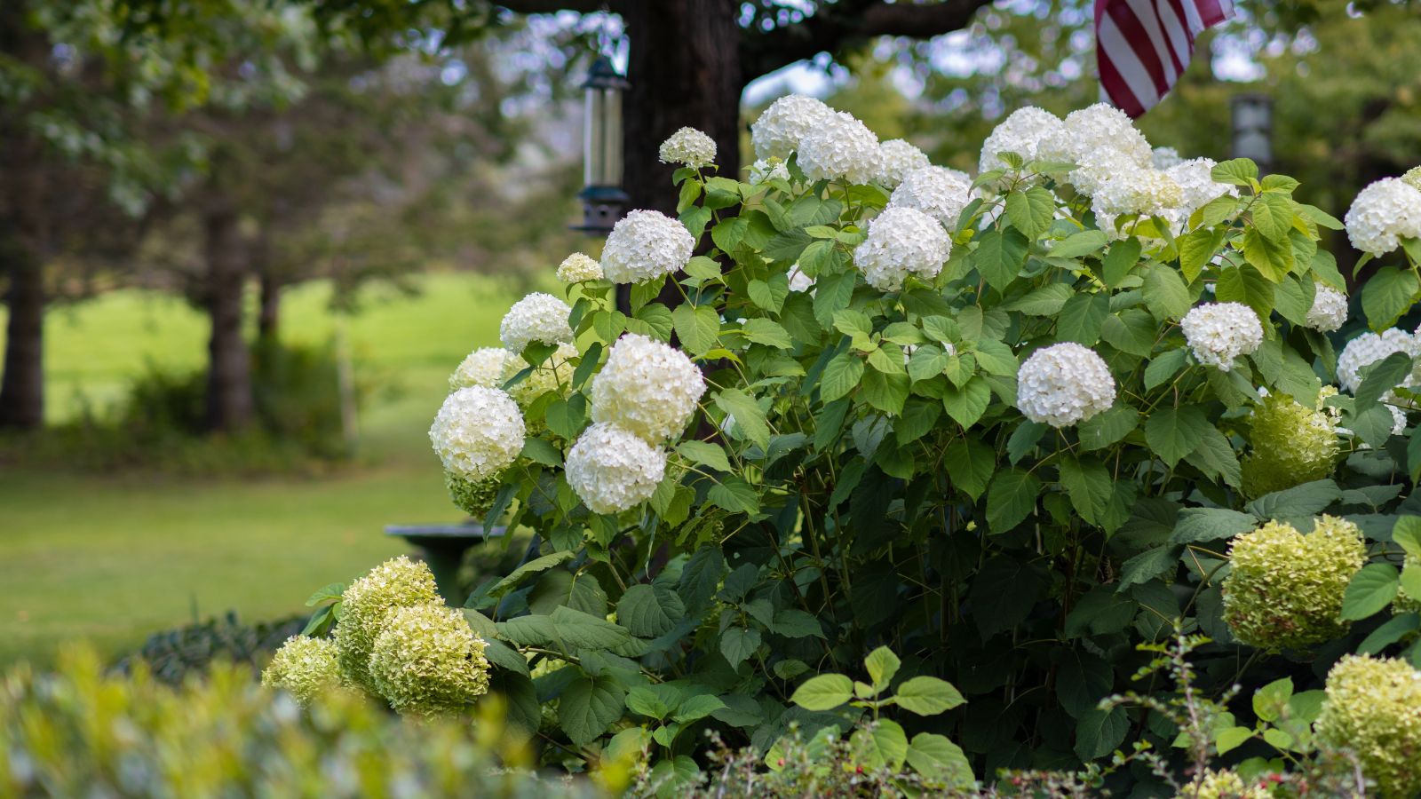 A close-up shot of a small shrub of green leaves and developing globular clusters of white flowers of the 'Incrediball' Hydrangea variety
