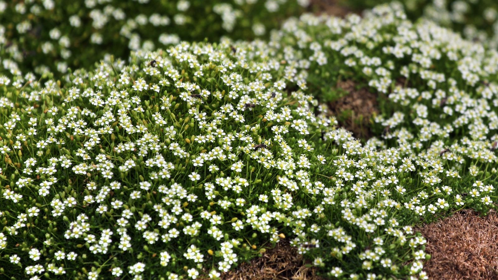 A close-up shot of a large composition of dainty white flowers with yellow centers on thin green foliage called the Irish Moss
