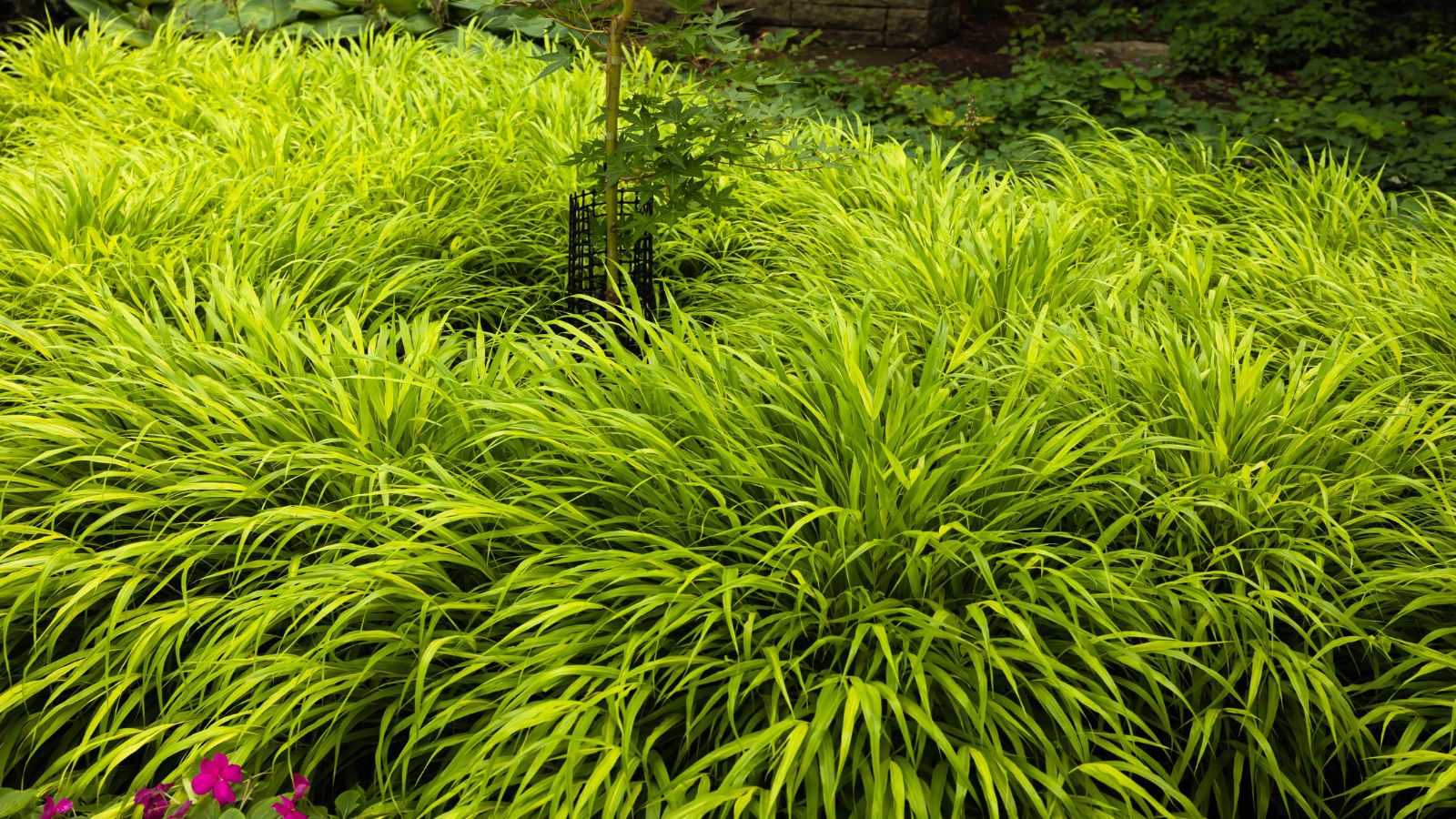 A close-up and overhead shot of a large composition of slender light-green blades of the Japanese Forest Grass