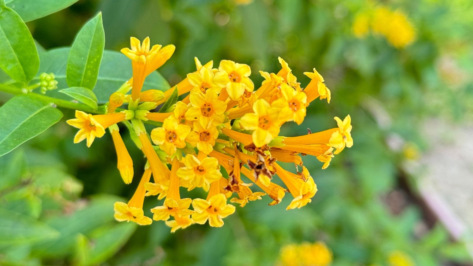 A close-up shot of a small composition of trumpet shaped flowers of the 'Juiced' Orange Jessamine variety, showcasing its vibrant yellow hue, growing alongside its green leaves