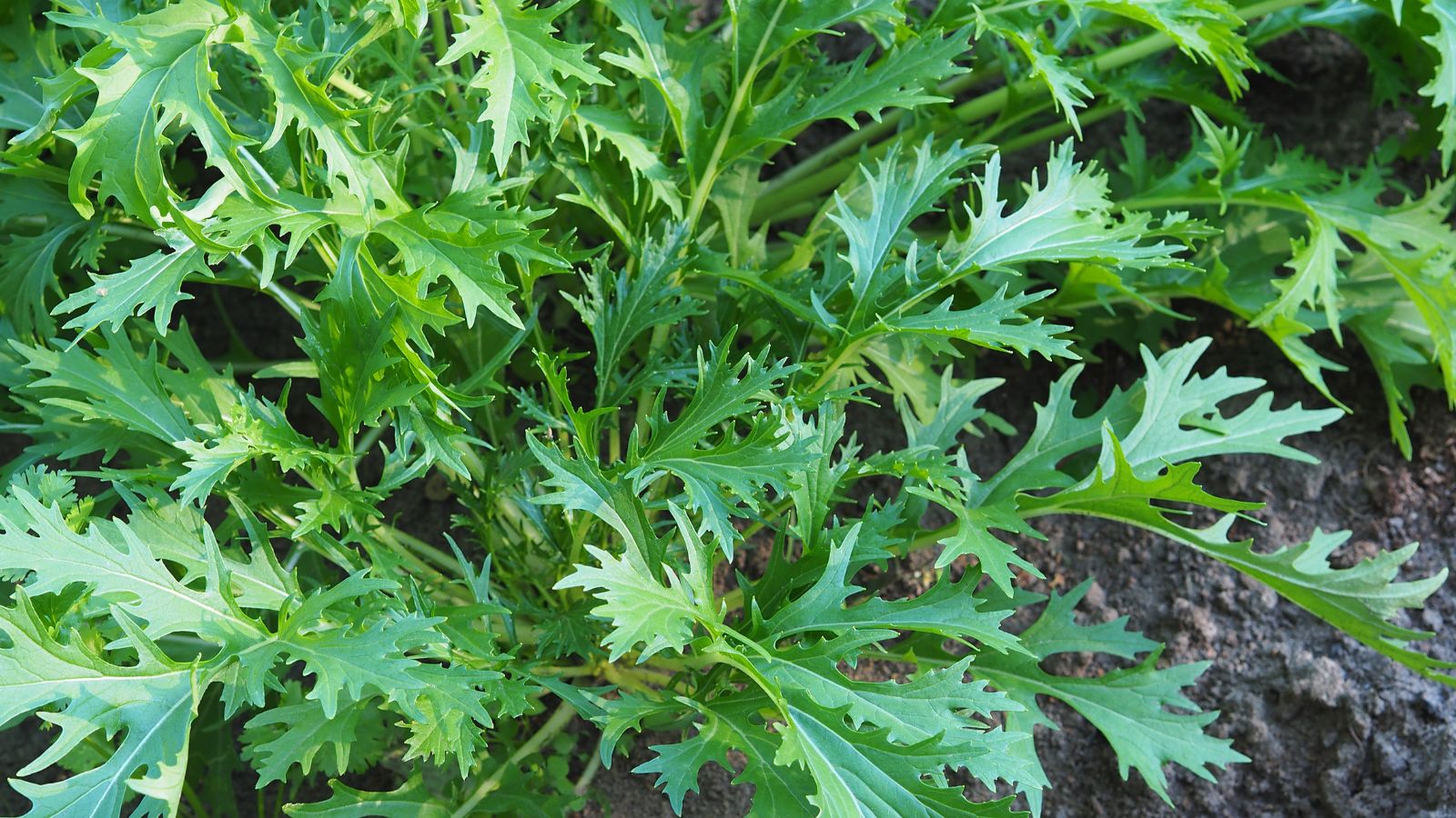 An overhead and close-up shot of serrated, slender leaves of the Mizuna Mustard, growing along their slender stems, on rich brown soil outdoors