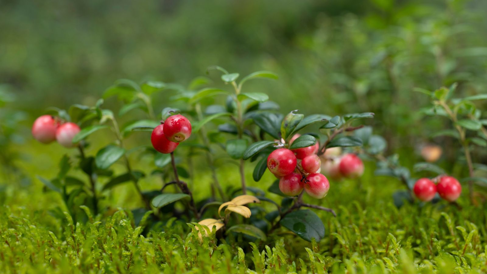 A close-up shot of a small composition of clusters of red, round berries of the Partridgeberry, growing alongside its small green leaves outdoors